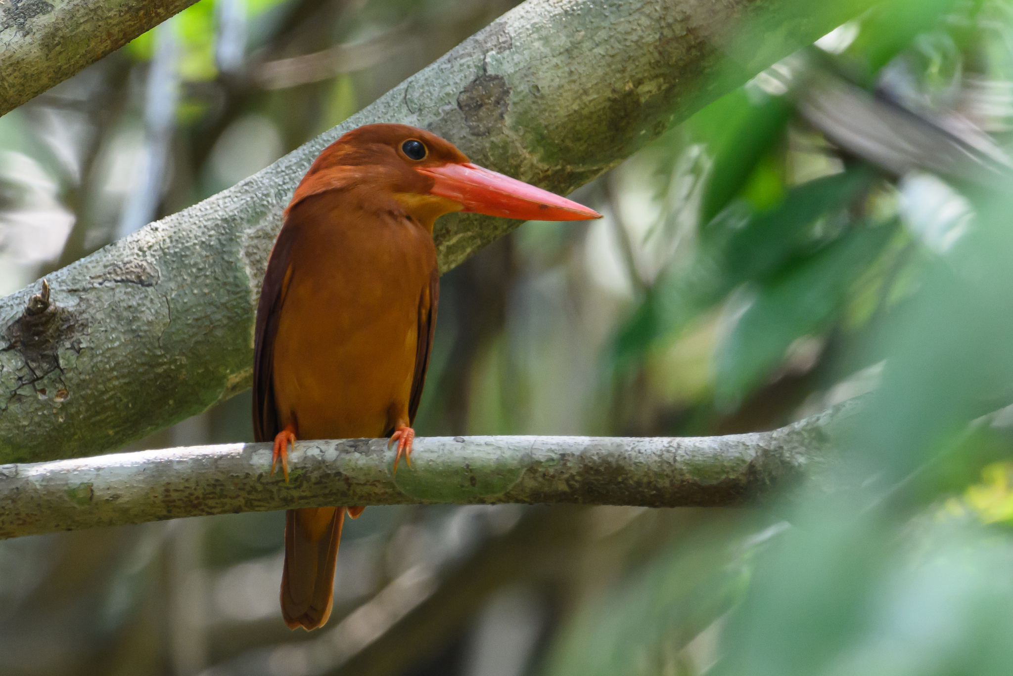 Ruddy Kingfisher
