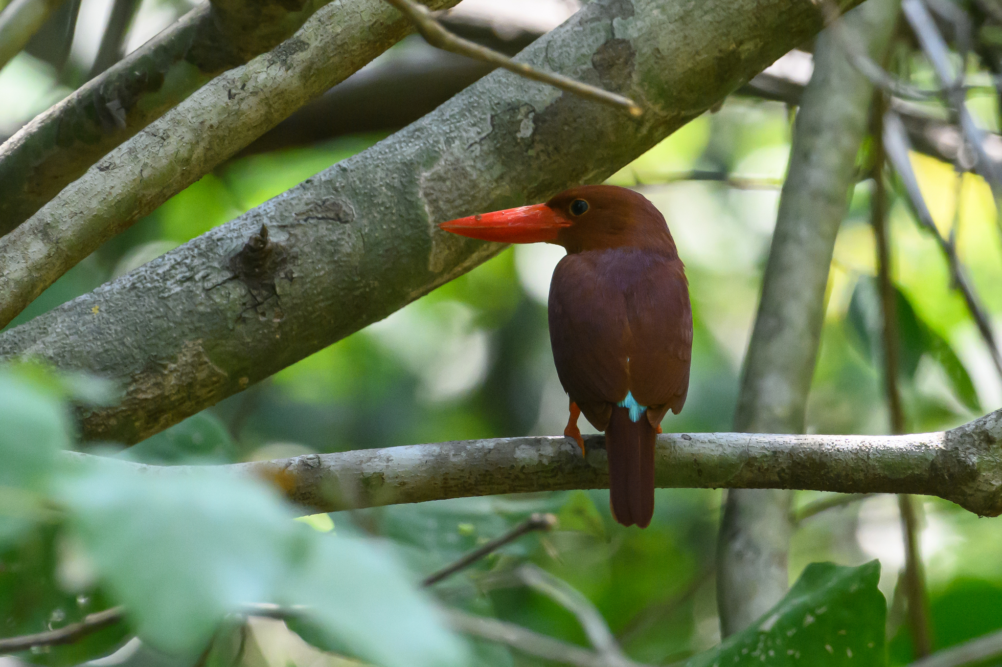 Ruddy Kingfisher
