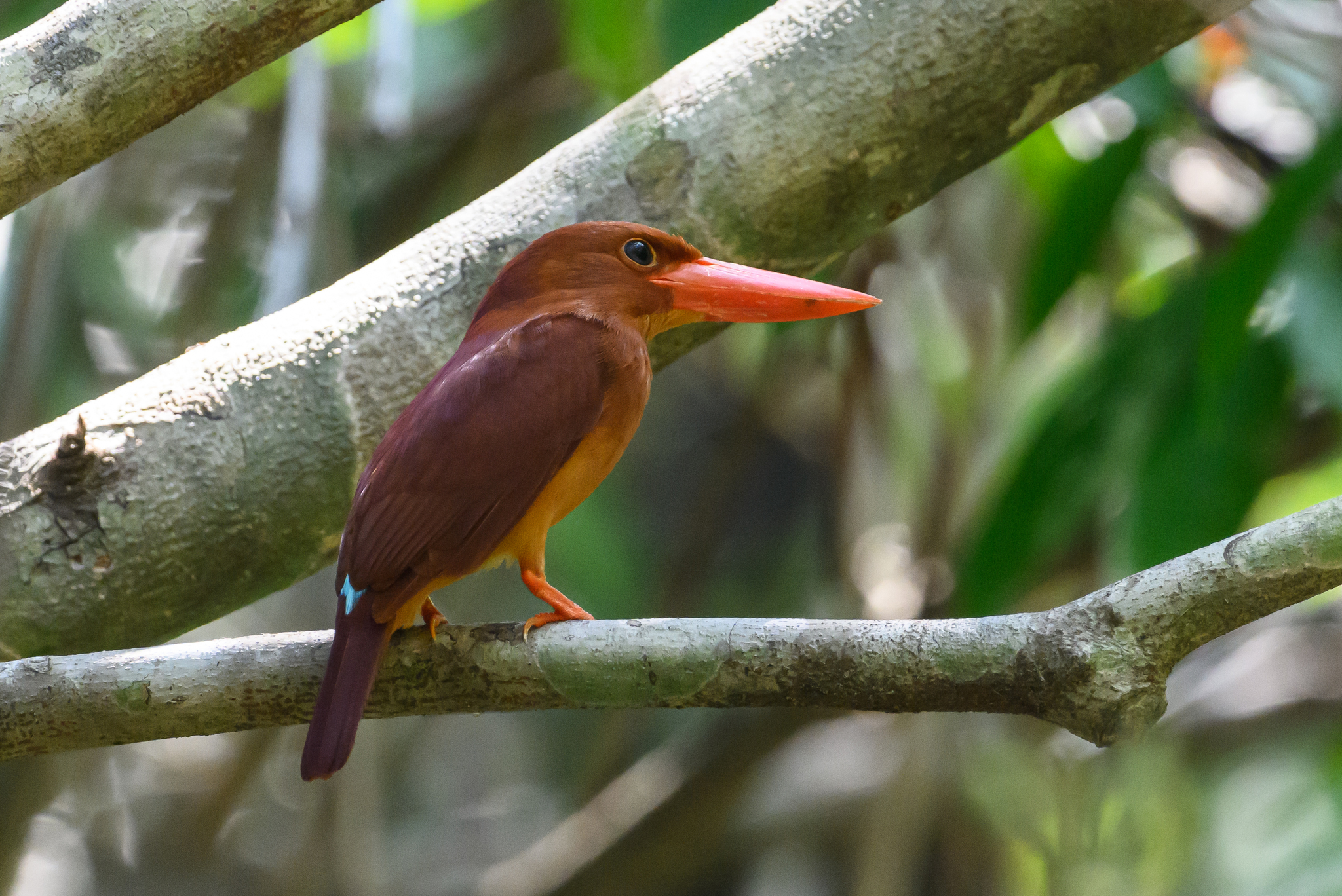 Ruddy Kingfisher