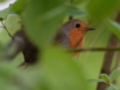 Erithacus rubecula