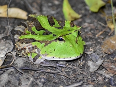 Amazonian Horned Frog photo 3