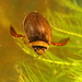 Graphoderus bilineatus - Photo (c) Yerpo, μερικά δικαιώματα διατηρούνται (CC BY-SA)