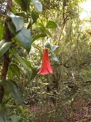 Lapageria rosea