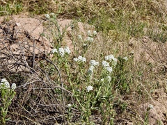 Lepidium thurberi