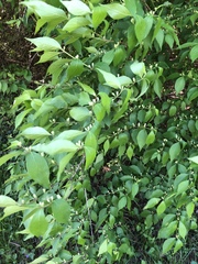 Lonicera