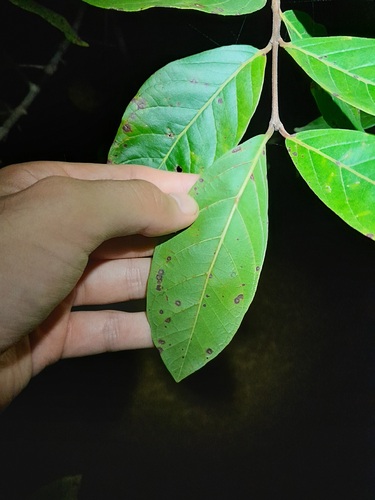 Foto de Araçá-pera