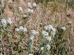 Lepidium thurberi