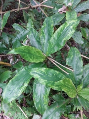 Pollia japonica