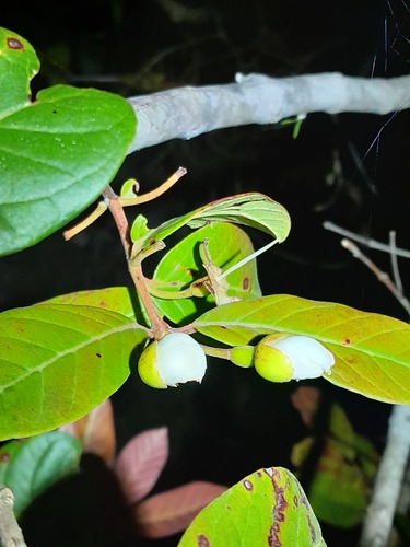 Foto de Araçá-pera