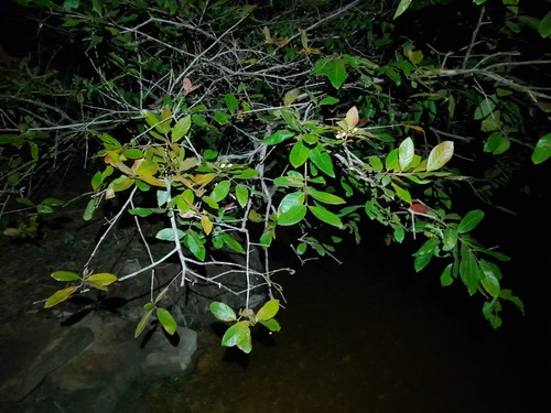 Foto de Araçá-pera