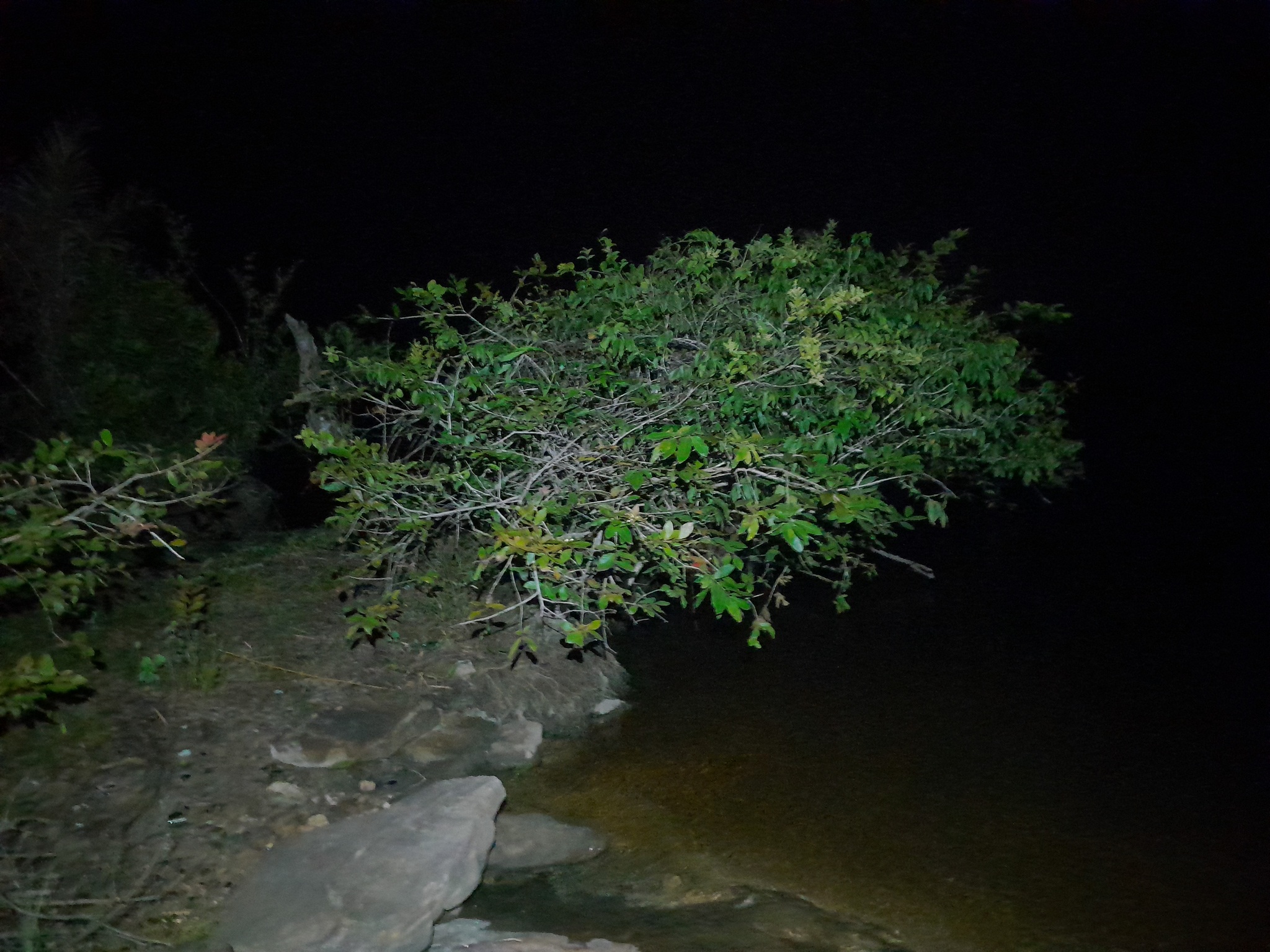 Imagem de Araçá-pera