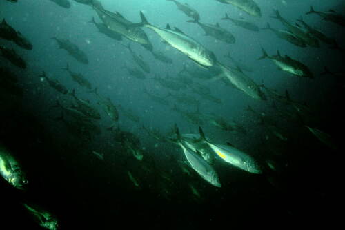Bigeye Trevally
