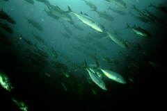 Bigeye Trevally