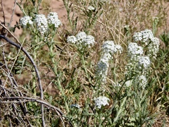 Lepidium thurberi