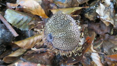 Spiny puffball (Lycoperdon echinatum)