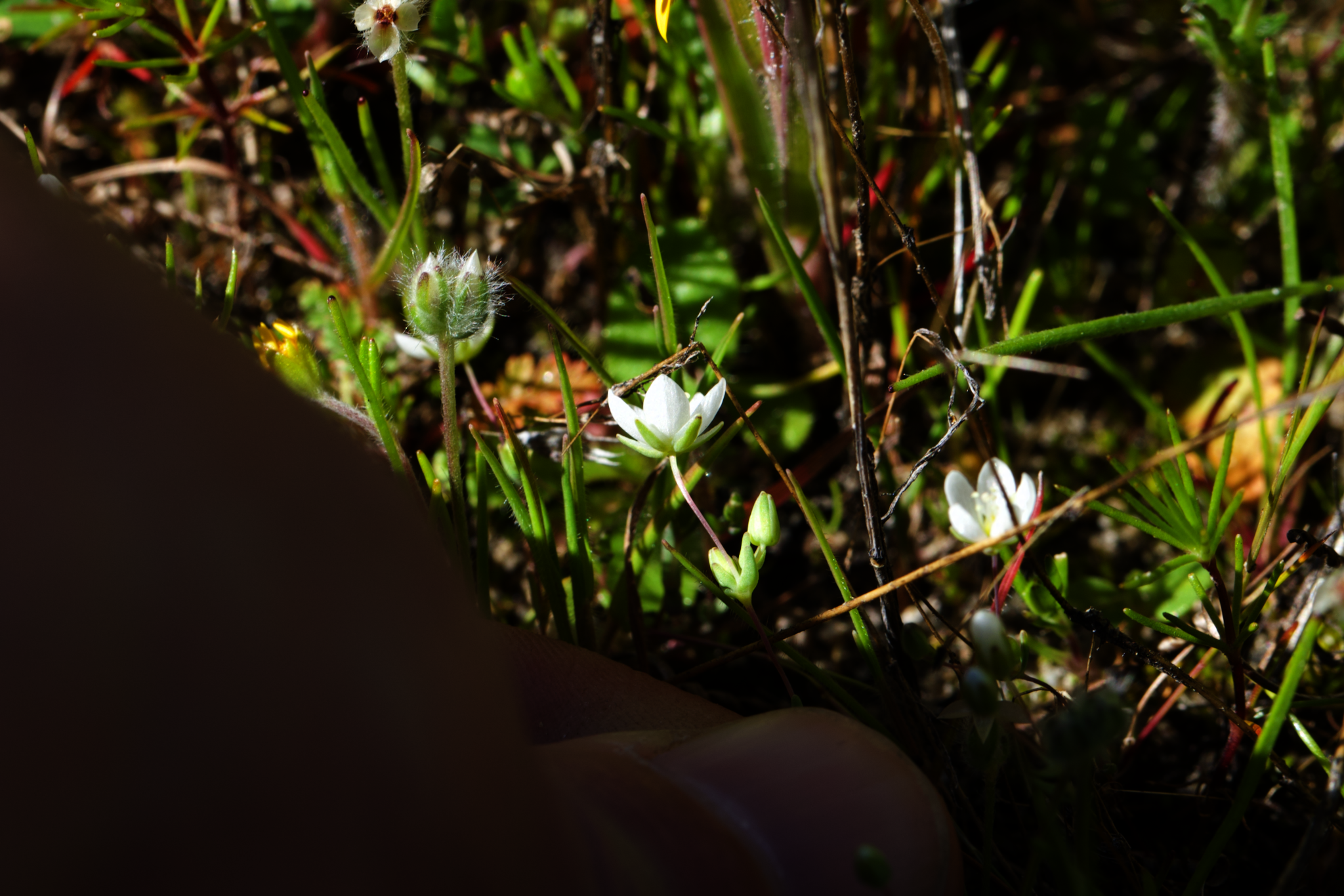 Image of Sabulina californica by (c) Arvel Hernandez, some rights reserved (CC BY)