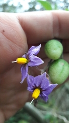 Solanum caripense