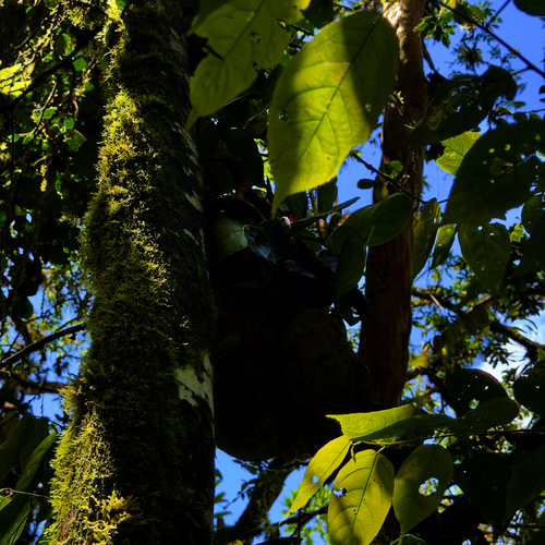 Image of Phytelephas aequatorialis by (c) Bill Levine, some rights reserved (CC BY)