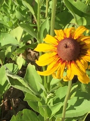 Rudbeckia texana