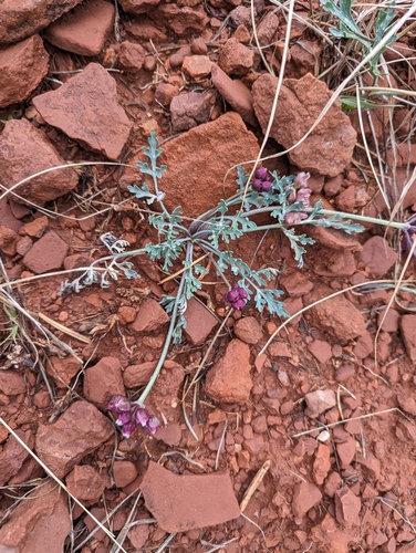 Image of Vesper multinervatus by (c) Nick Kleinschmidt, some rights reserved (CC BY)