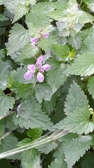 Lamium maculatum