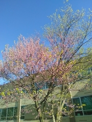 Cercis