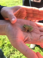 Hyla versicolor