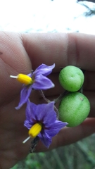Solanum caripense