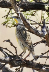 Sturnella magna lilianae