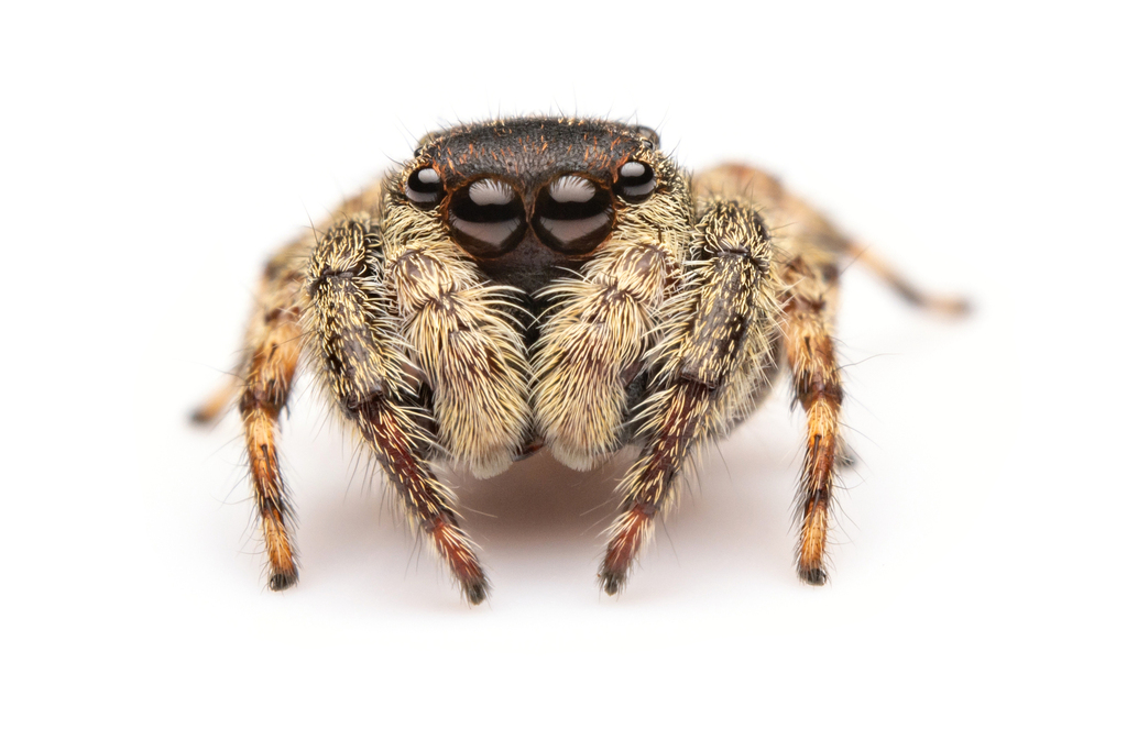 Charippus minotaurus