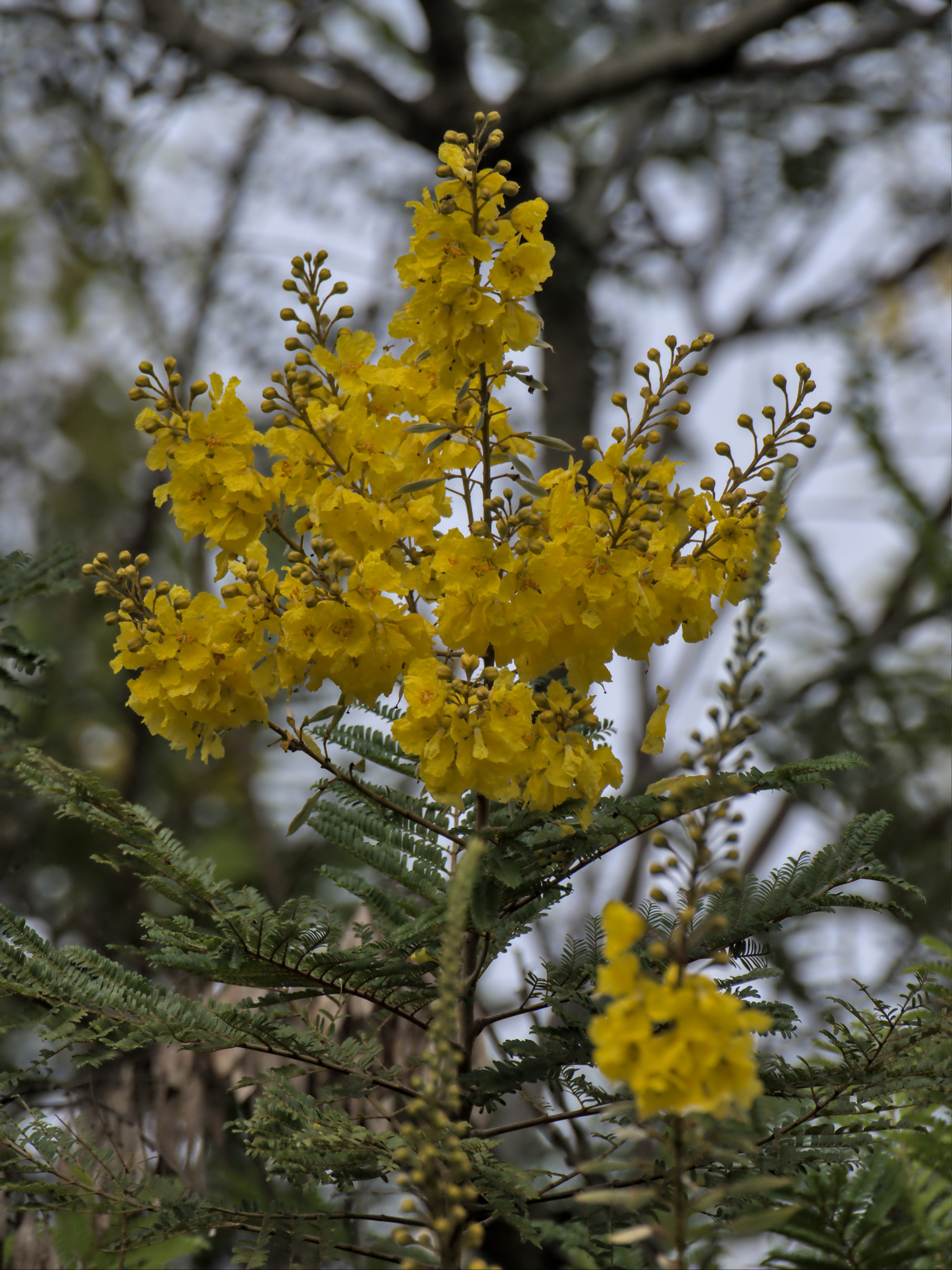 Imagem de Ipê-amarelo