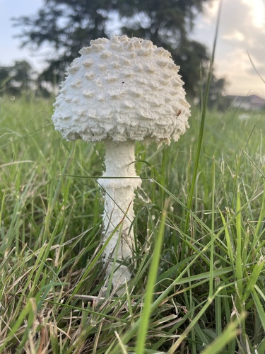 Amanita algodonosa