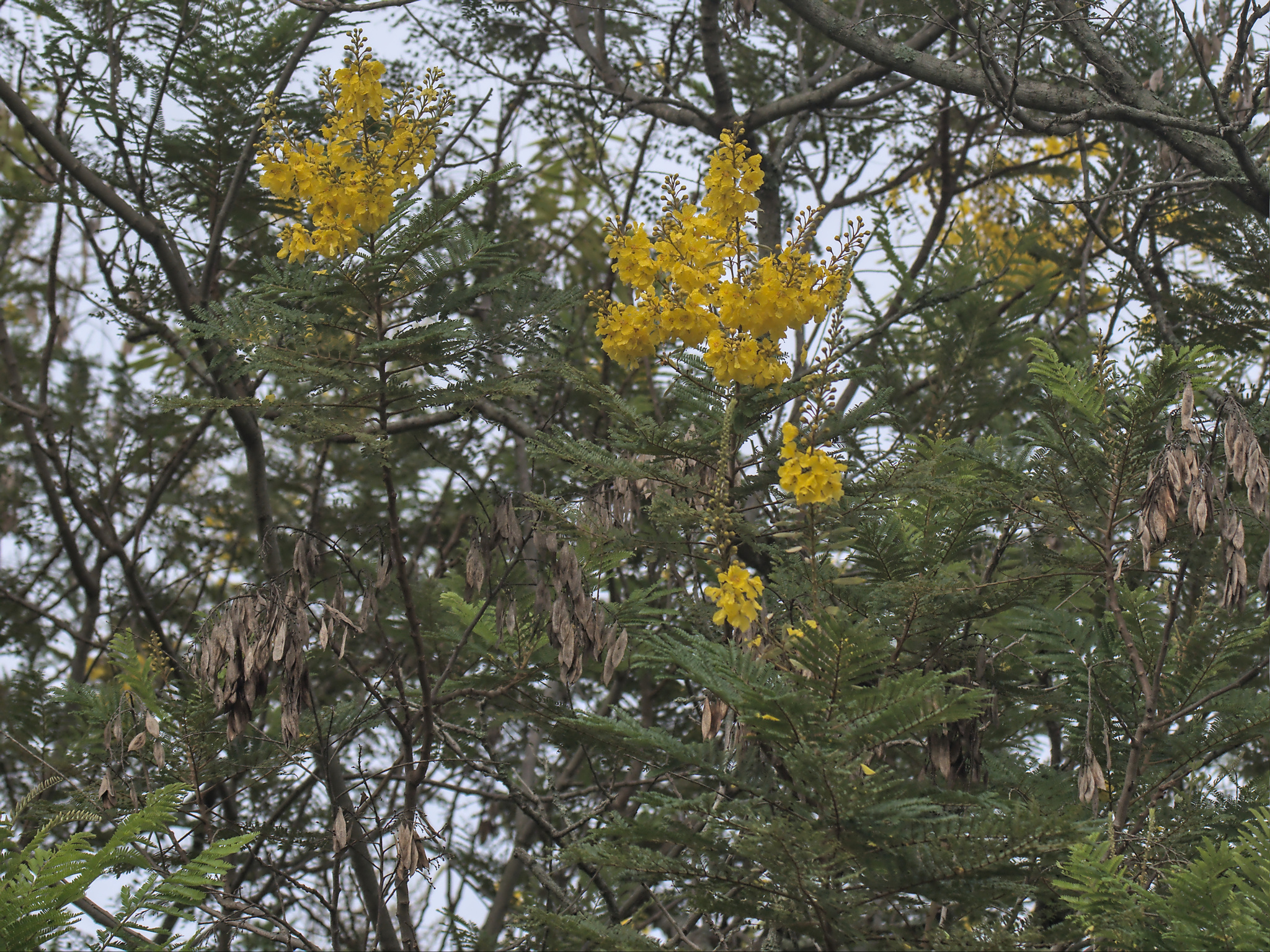 Imagem de Ipê-amarelo