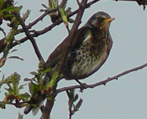 Turdus pilaris