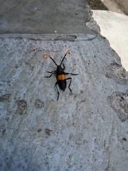 Pachyteria dimidiata