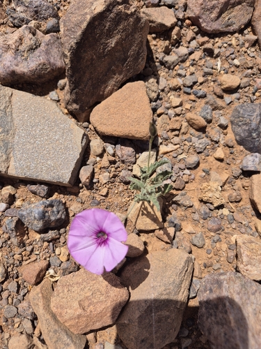 Mallow Bindweed