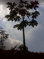 Cecropia obtusifolia