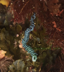 Chaetomorpha spiralis
