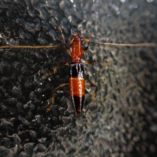 Stenoidion corallinum