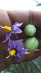 Solanum caripense