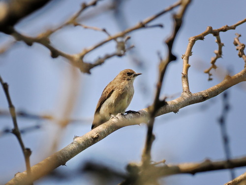 Brown-backed Honeybird (Prodotiscus regulus), photo 8