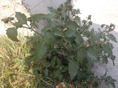 Solanum