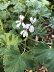 Pelargonium fragrans