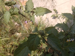 Solanum