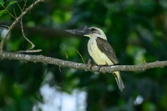 Great-Billed Kingfisher photo 1