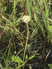 Oenantheae