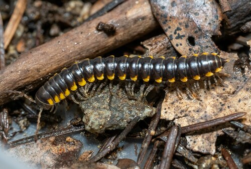 Selenocheir arcuata