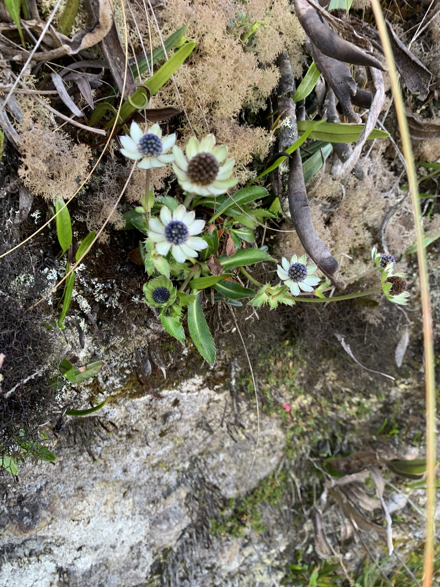 Eryngium image