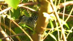 Thamnophilus doliatus image