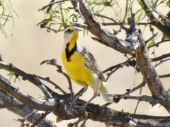 Sturnella magna lilianae